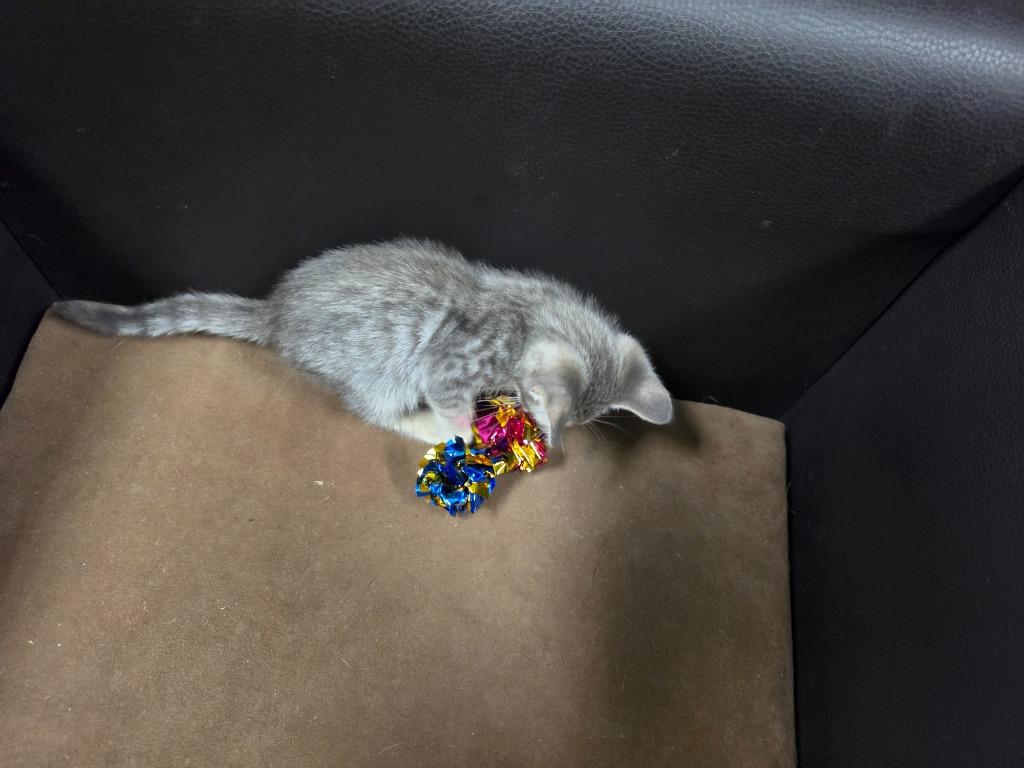 Enlarge Blue Jay, a Adoptable mixed breed in Rockport, TX image 1/6