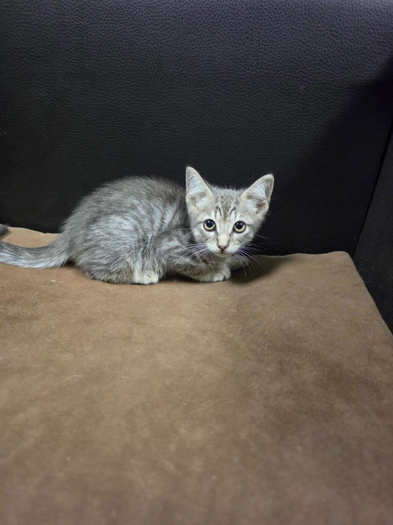 Enlarge Blue Jay, a Adoptable mixed breed in Rockport, TX image 2/6
