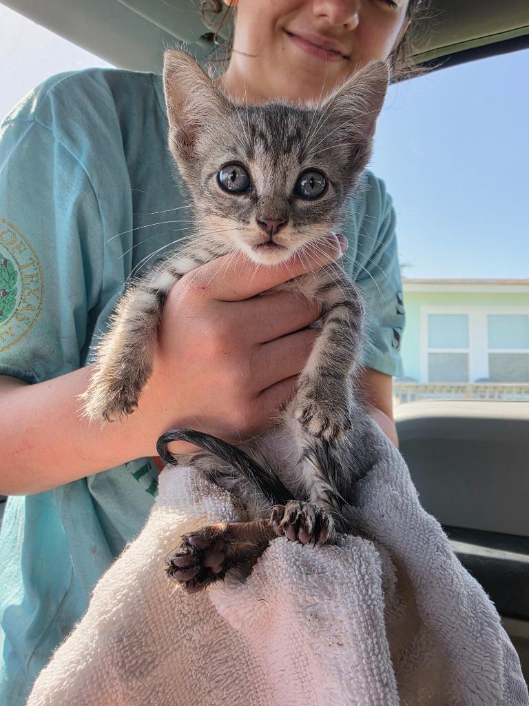 Enlarge Blue Jay, a Adoptable mixed breed in Rockport, TX image 3/6