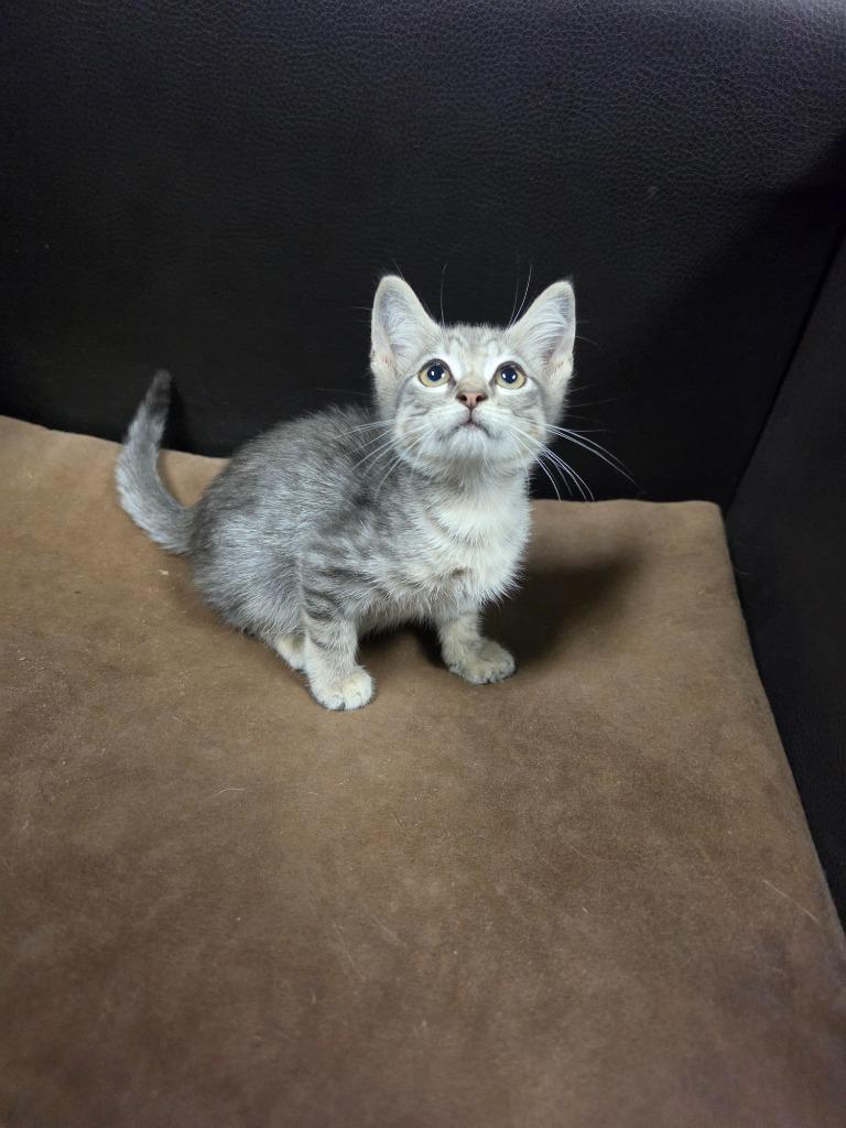 Enlarge Blue Jay, a Adoptable mixed breed in Rockport, TX image 5/6