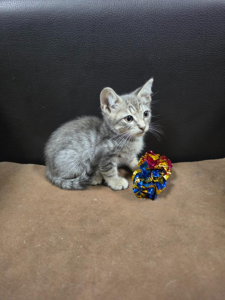 Enlarge Blue Jay, a Adoptable mixed breed in Rockport, TX image 6/6