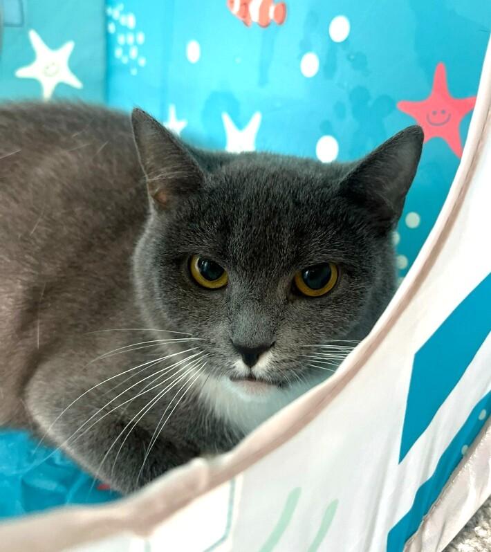 Tibby, adopted, Young Female Domestic Short Hair.