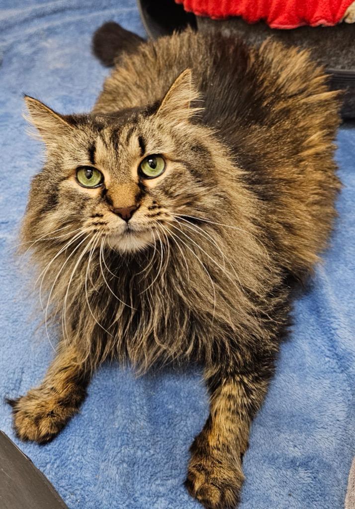 Abigail, Adoptable, Senior Female Domestic Long Hair.
