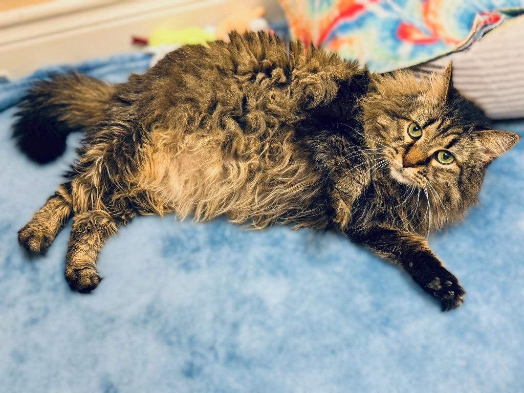 Enlarge Abigail, a Adoptable mixed breed in Roanoke, TX image 2/3