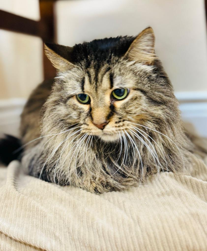 Enlarge Abigail, a Adoptable mixed breed in Roanoke, TX image 3/3