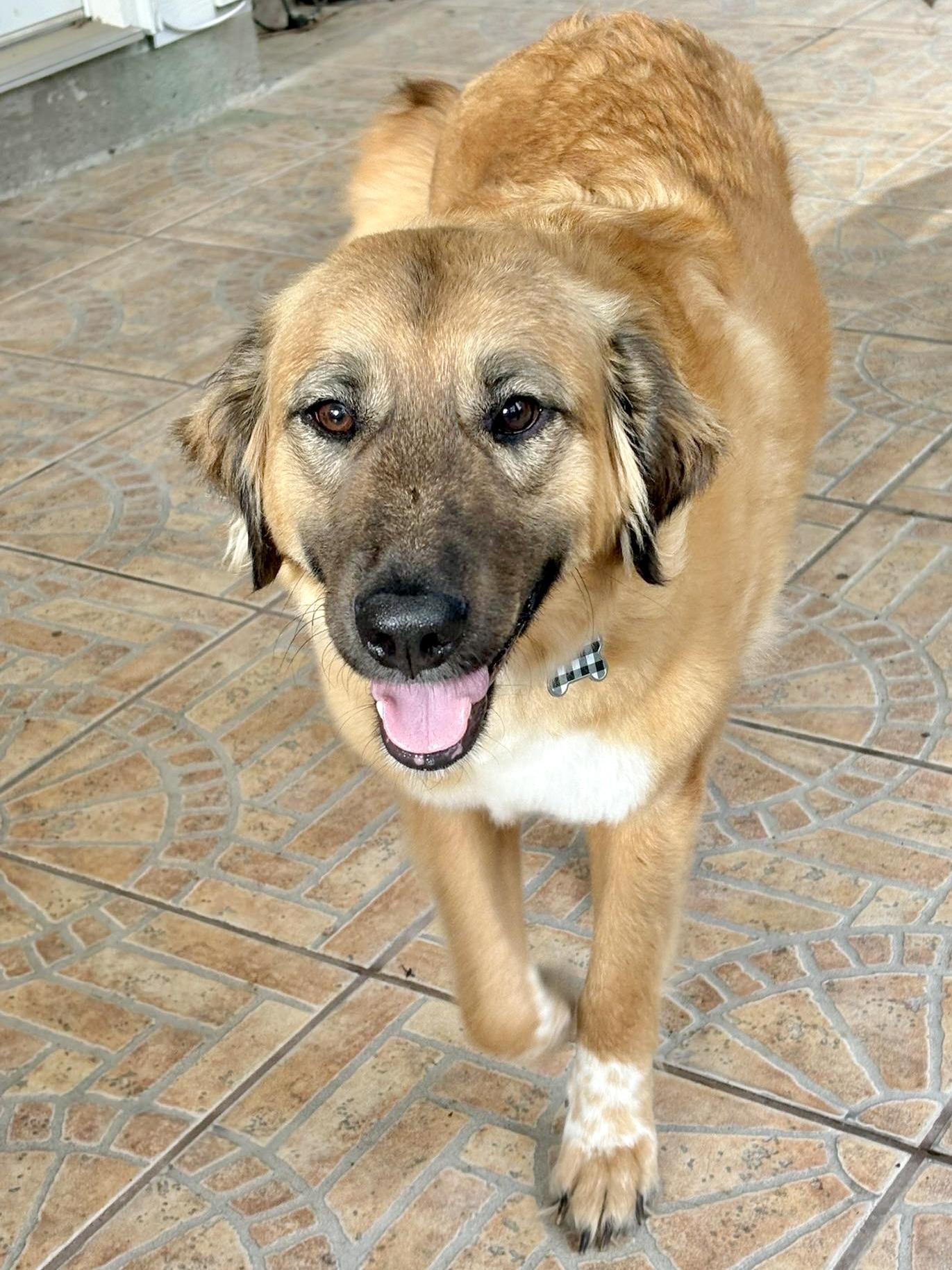 Enlarge ELLA- WOODLANDS, TX, a ADOPTABLE mixed breed in Conroe, TX image 2/4