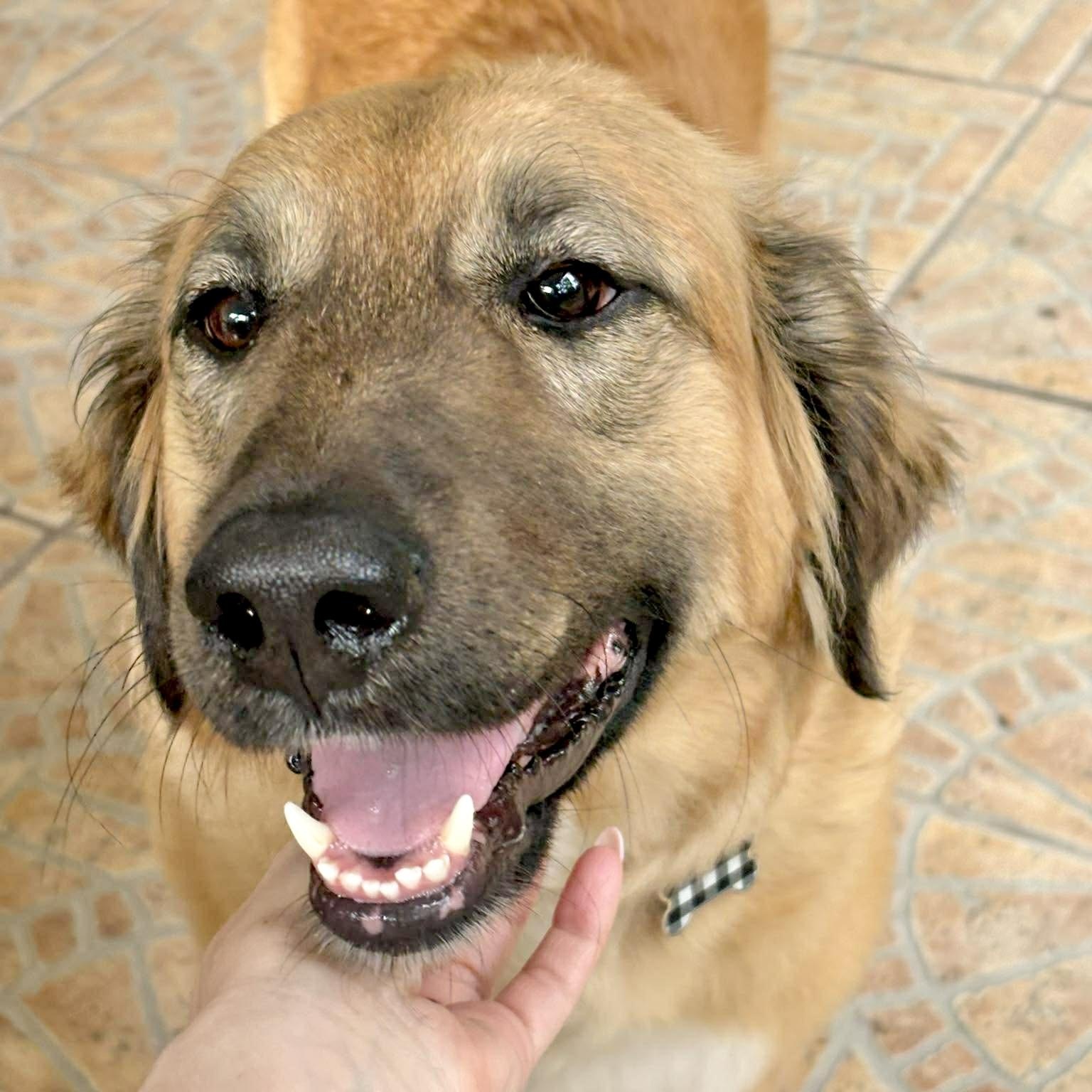 ELLA- WOODLANDS, TX, ADOPTABLE, Young Female Cattle Dog & Retriever.