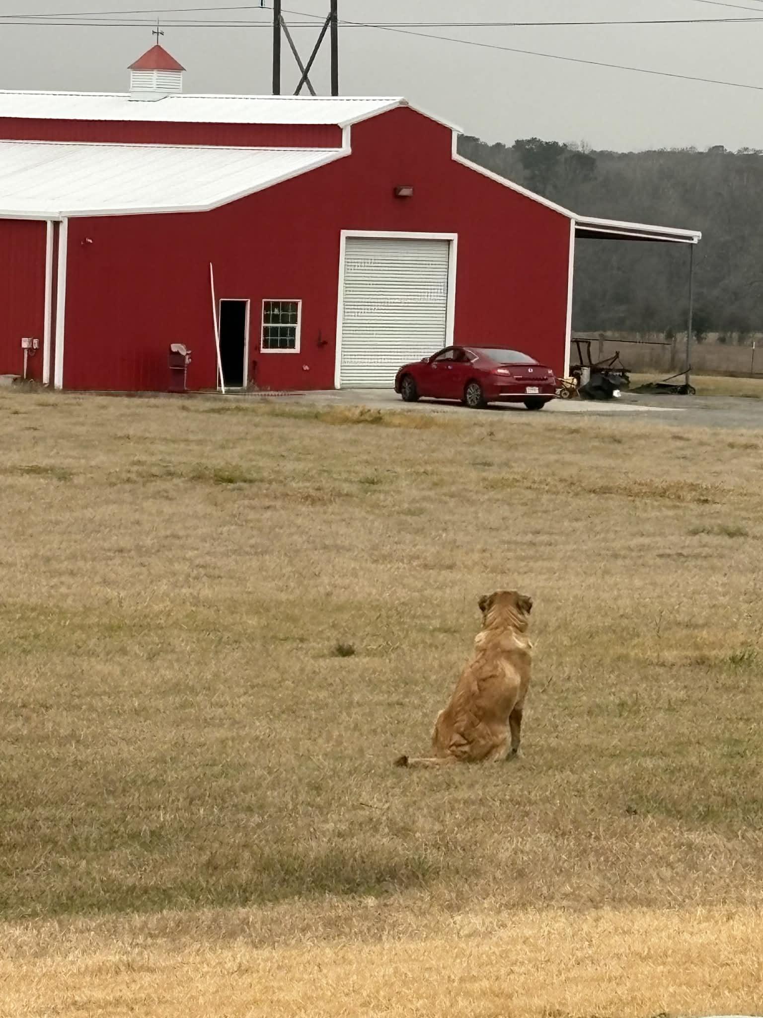 Enlarge ELLA- WOODLANDS, TX, a ADOPTABLE mixed breed in Conroe, TX image 4/4