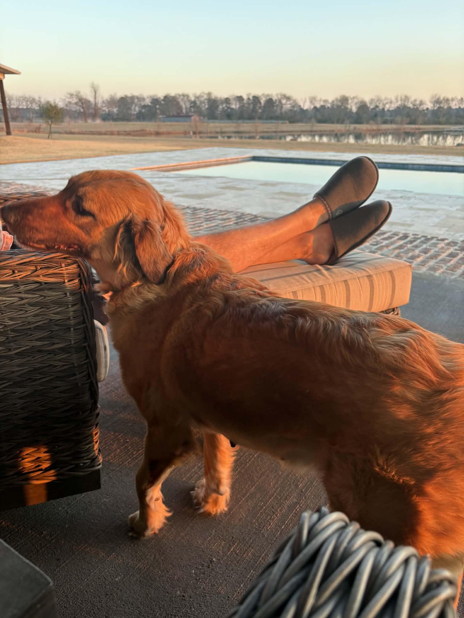 Enlarge ELLA- WOODLANDS, TX, a ADOPTABLE mixed breed in Conroe, TX image 3/4