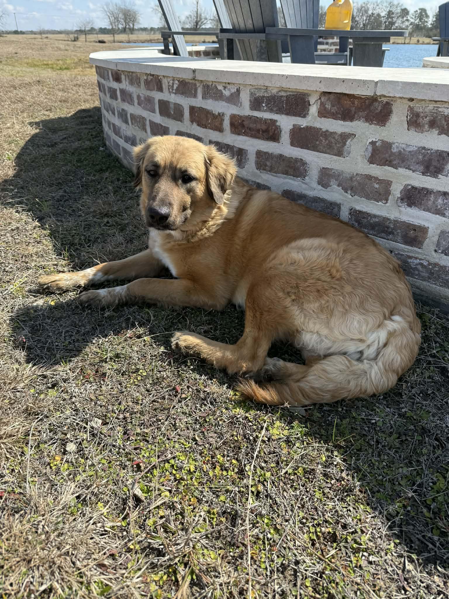 Enlarge ELLA- WOODLANDS, TX, a ADOPTABLE mixed breed in Conroe, TX image 1/4