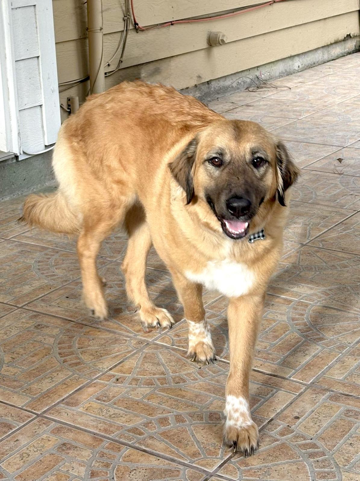 Enlarge ELLA- WOODLANDS, TX, a ADOPTABLE mixed breed in Conroe, TX image 3/4