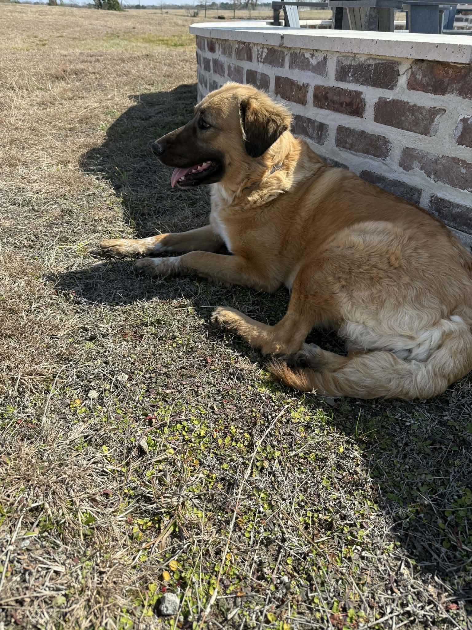 Enlarge ELLA- WOODLANDS, TX, a ADOPTABLE mixed breed in Conroe, TX image 2/4