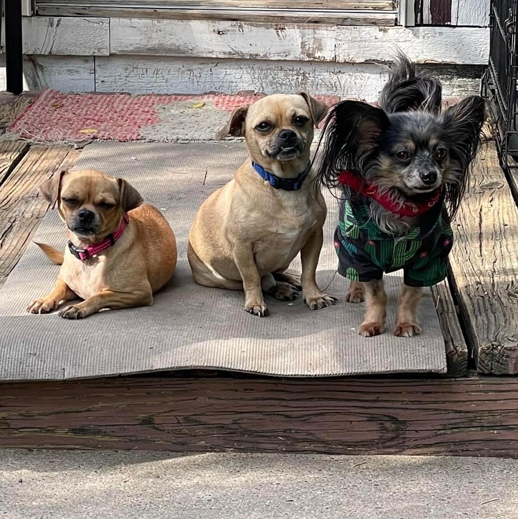 Dog for adoption Kiki & Kai *** BONDED PAIR SIBLINGS ***, a Pug