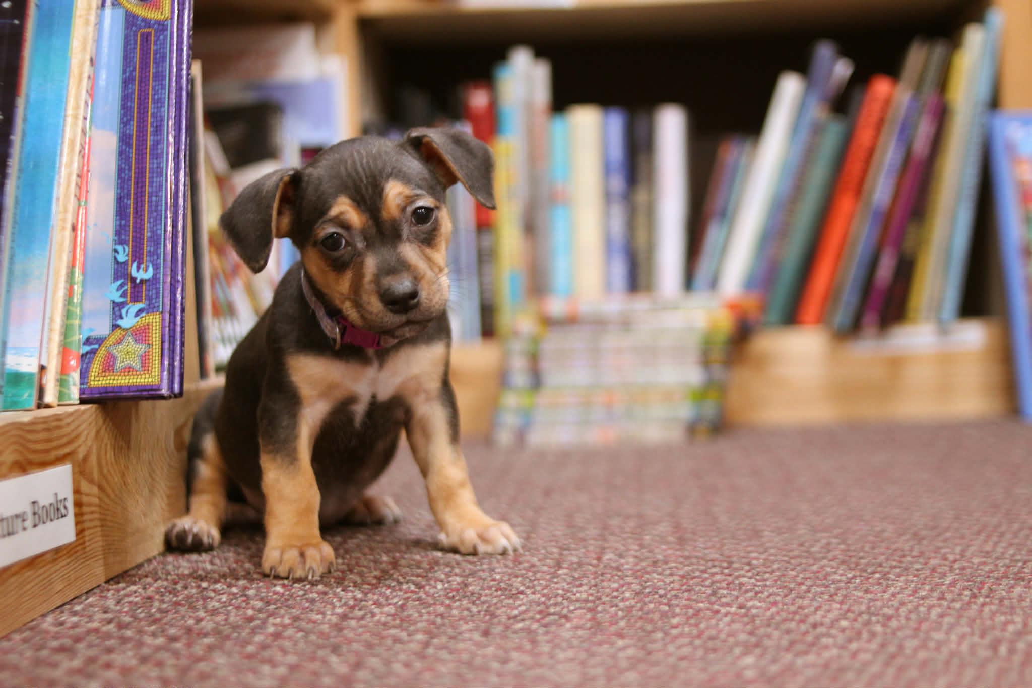 Junie B Jones, adoptable, Puppy Female Chihuahua & Dachshund.