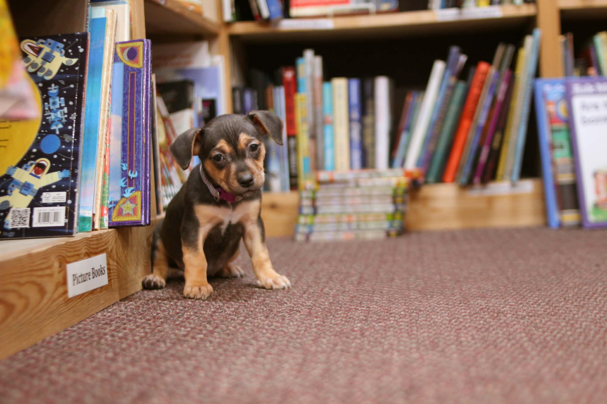 Enlarge Junie B Jones, an adoptable mixed breed in South Saint Paul, MN image 3/4