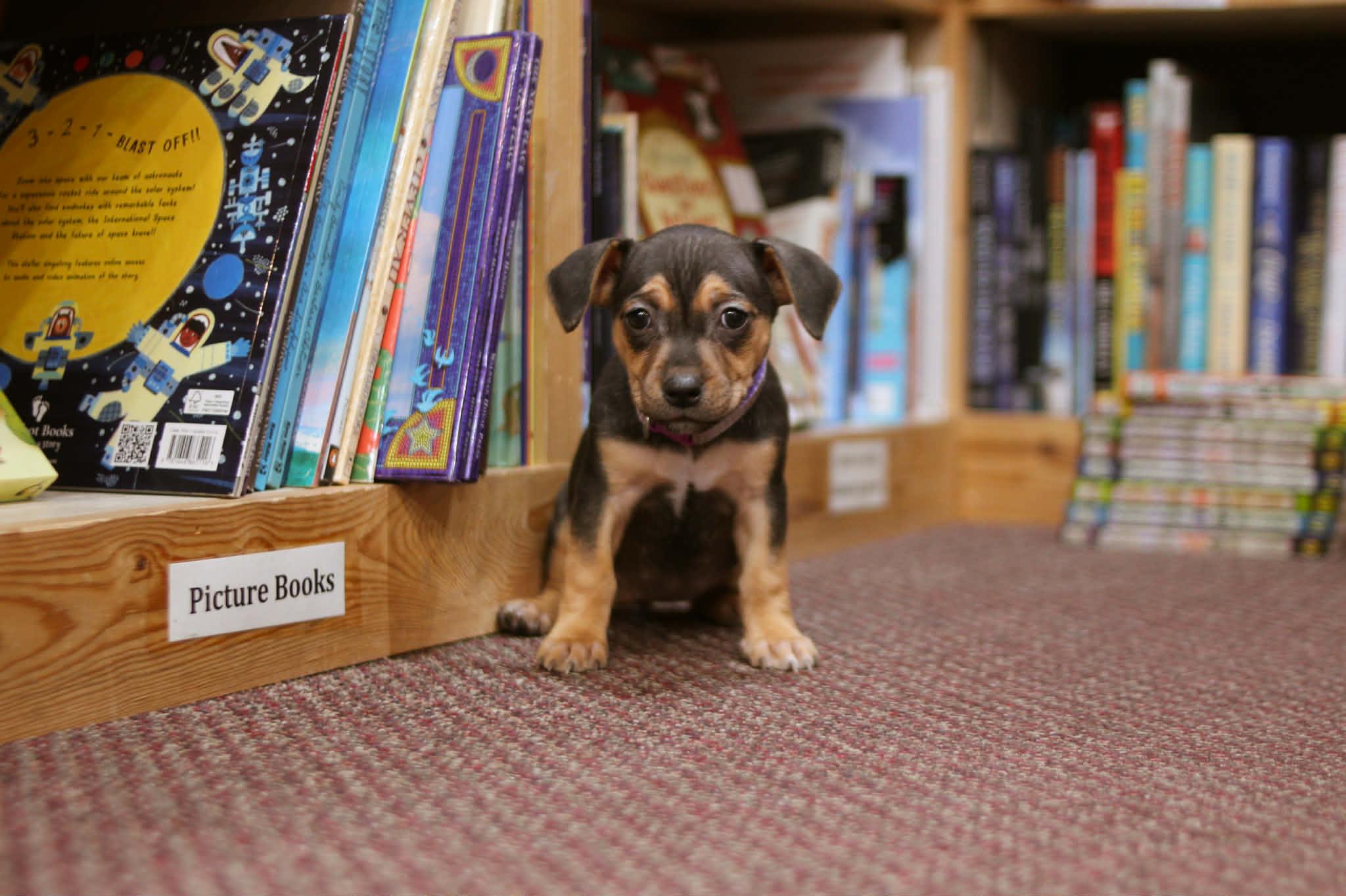 Enlarge Junie B Jones, an adoptable mixed breed in South Saint Paul, MN image 2/4
