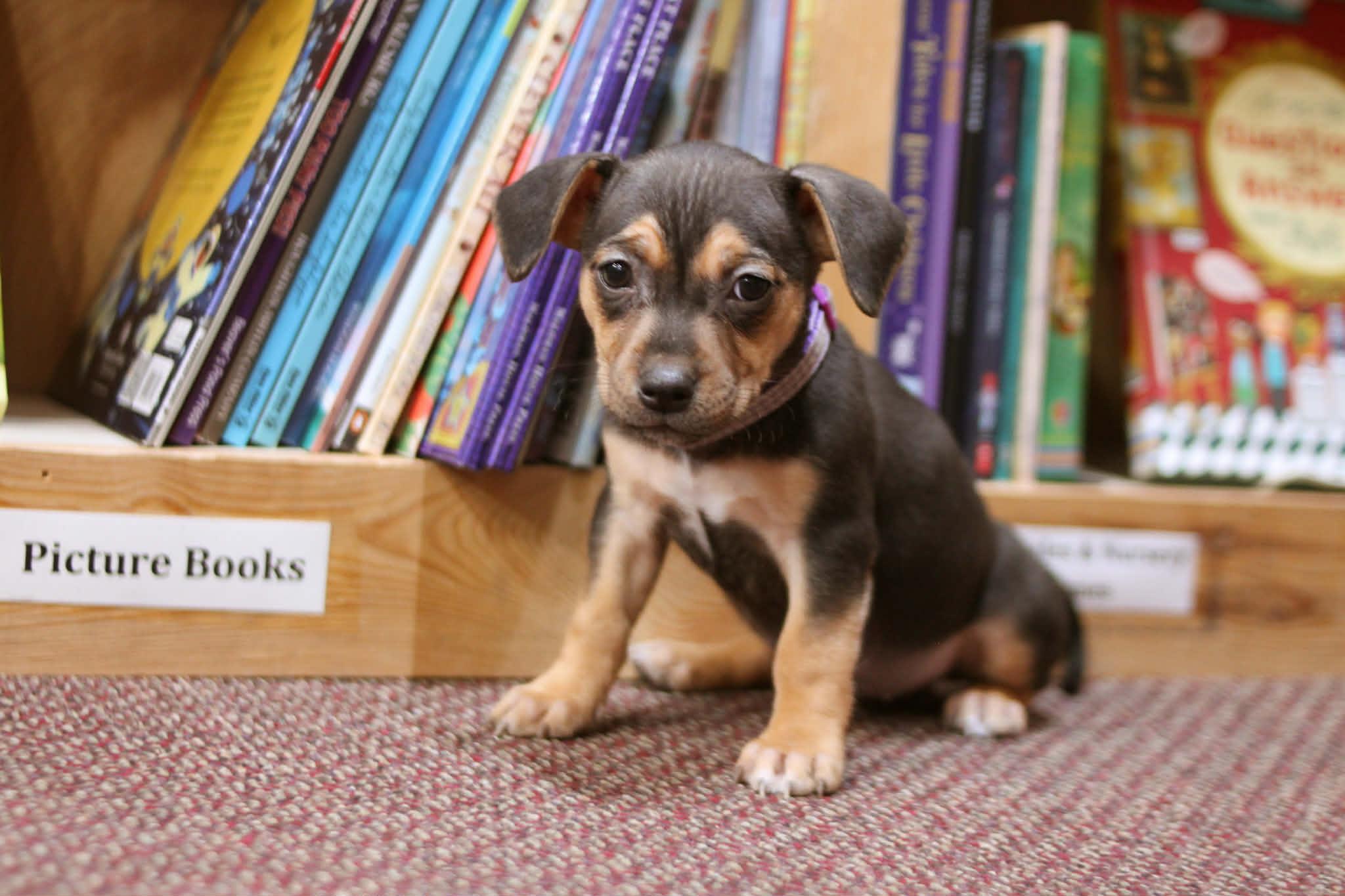 Enlarge Junie B Jones, an adoptable mixed breed in South Saint Paul, MN image 4/4