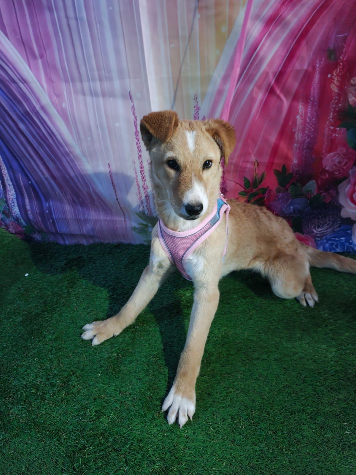 Sol, a Adoptable mixed breed in Calais , ME image 1/6