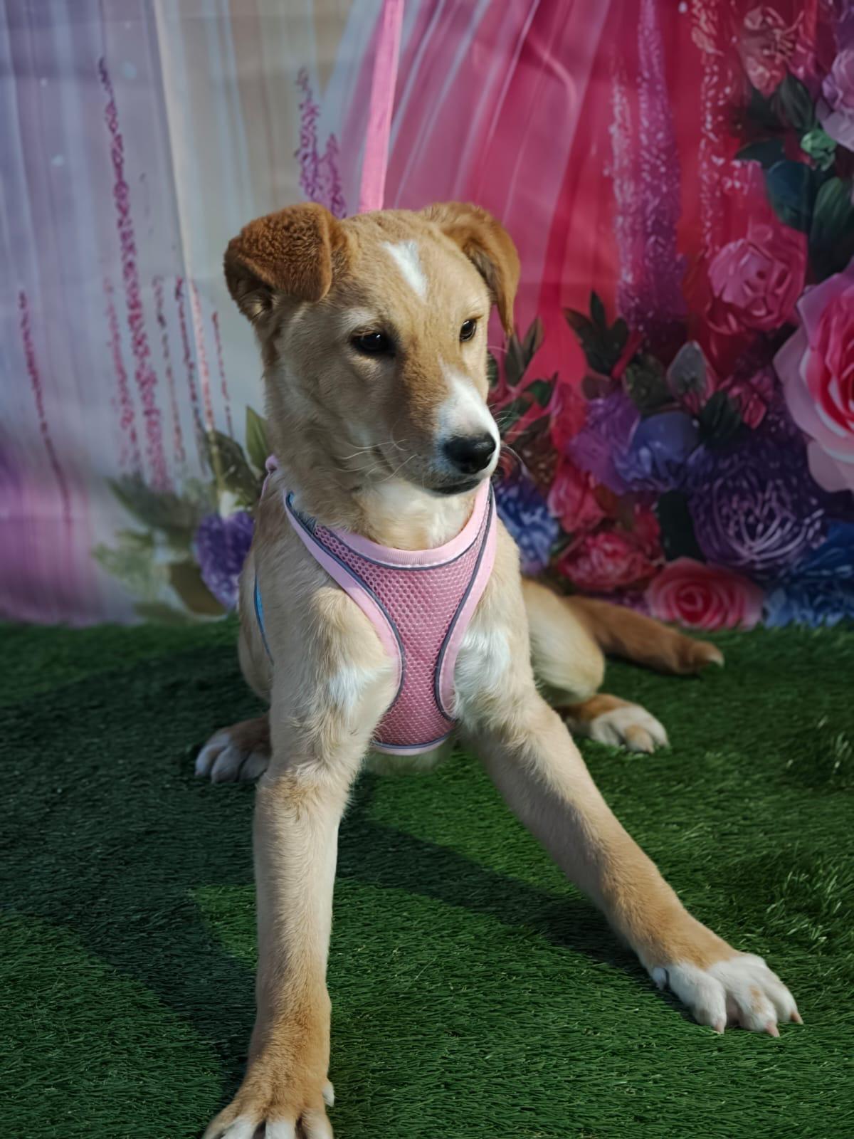 Sol, a Adoptable mixed breed in Calais , ME image 6/6