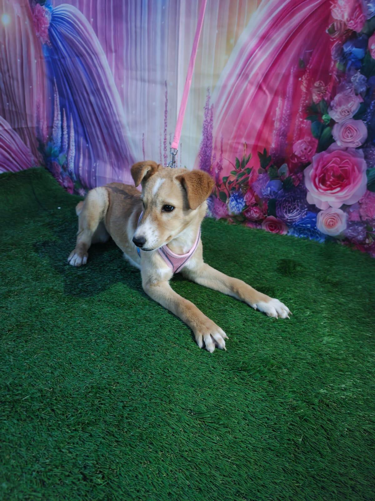 Sol, a Adoptable mixed breed in Calais , ME image 3/6