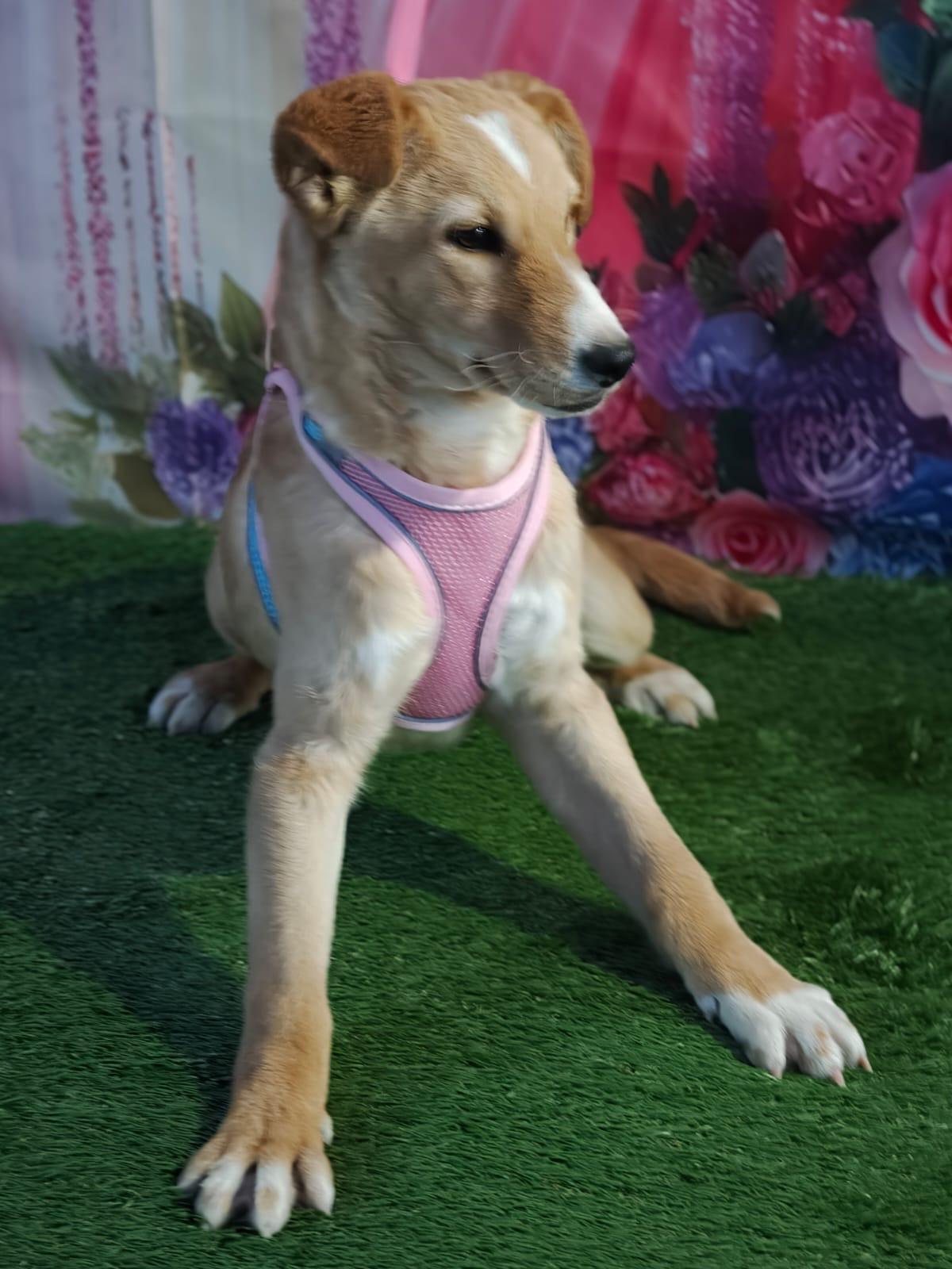 Sol, a Adoptable mixed breed in Calais , ME image 5/6