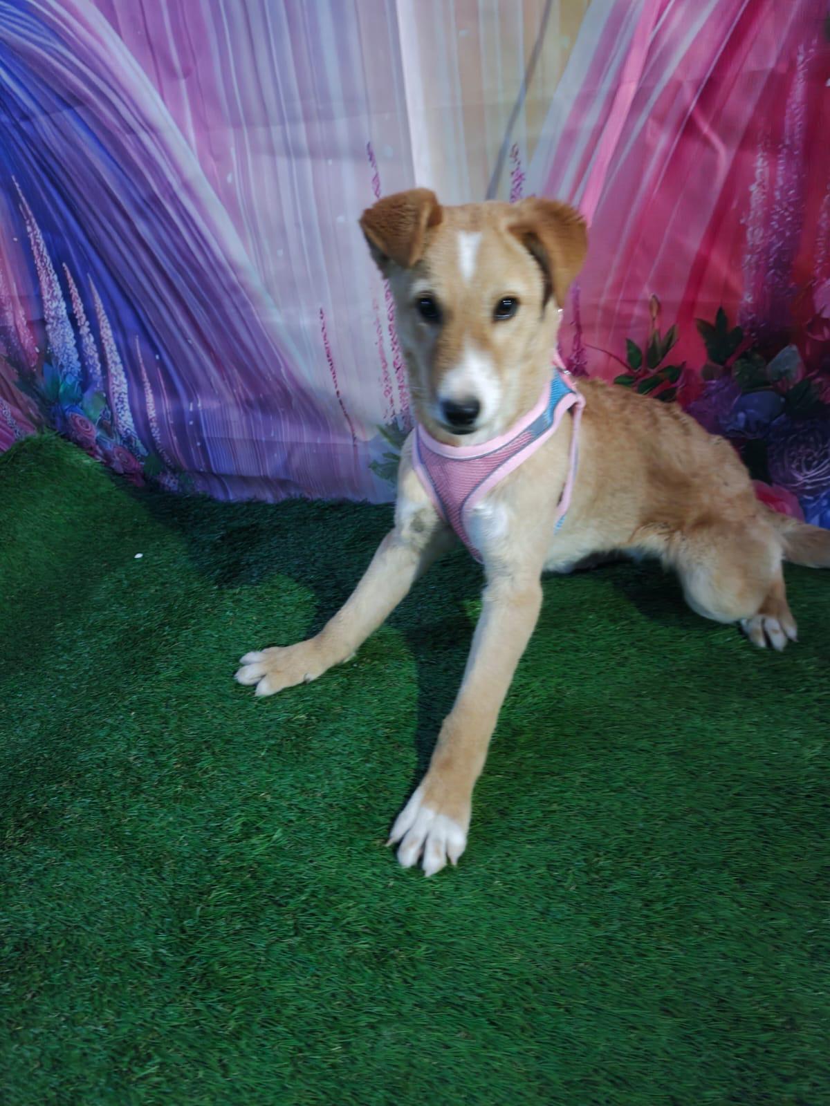 Sol, a Adoptable mixed breed in Calais , ME image 2/6