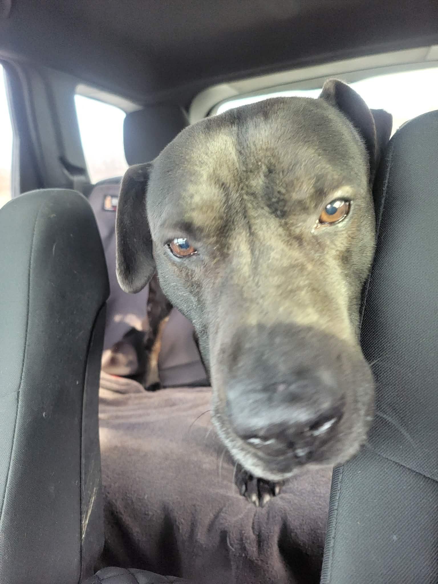 Enlarge Maximus-Not Accepting Applications Yet!, a ADOPTABLE mixed breed in Medina, OH image 2/5