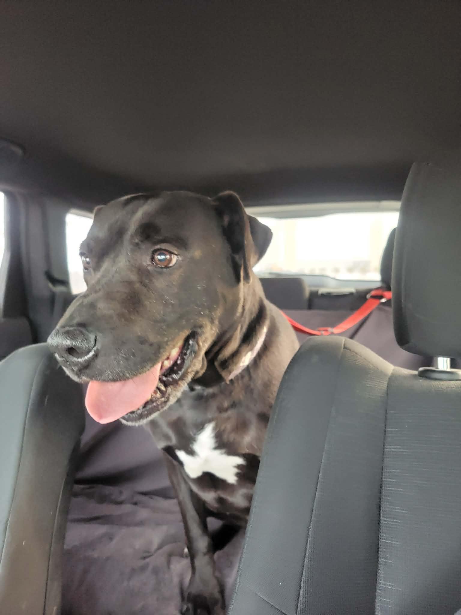 Maximus-Not Accepting Applications Yet!, ADOPTABLE, Adult Male Black Labrador Retriever.