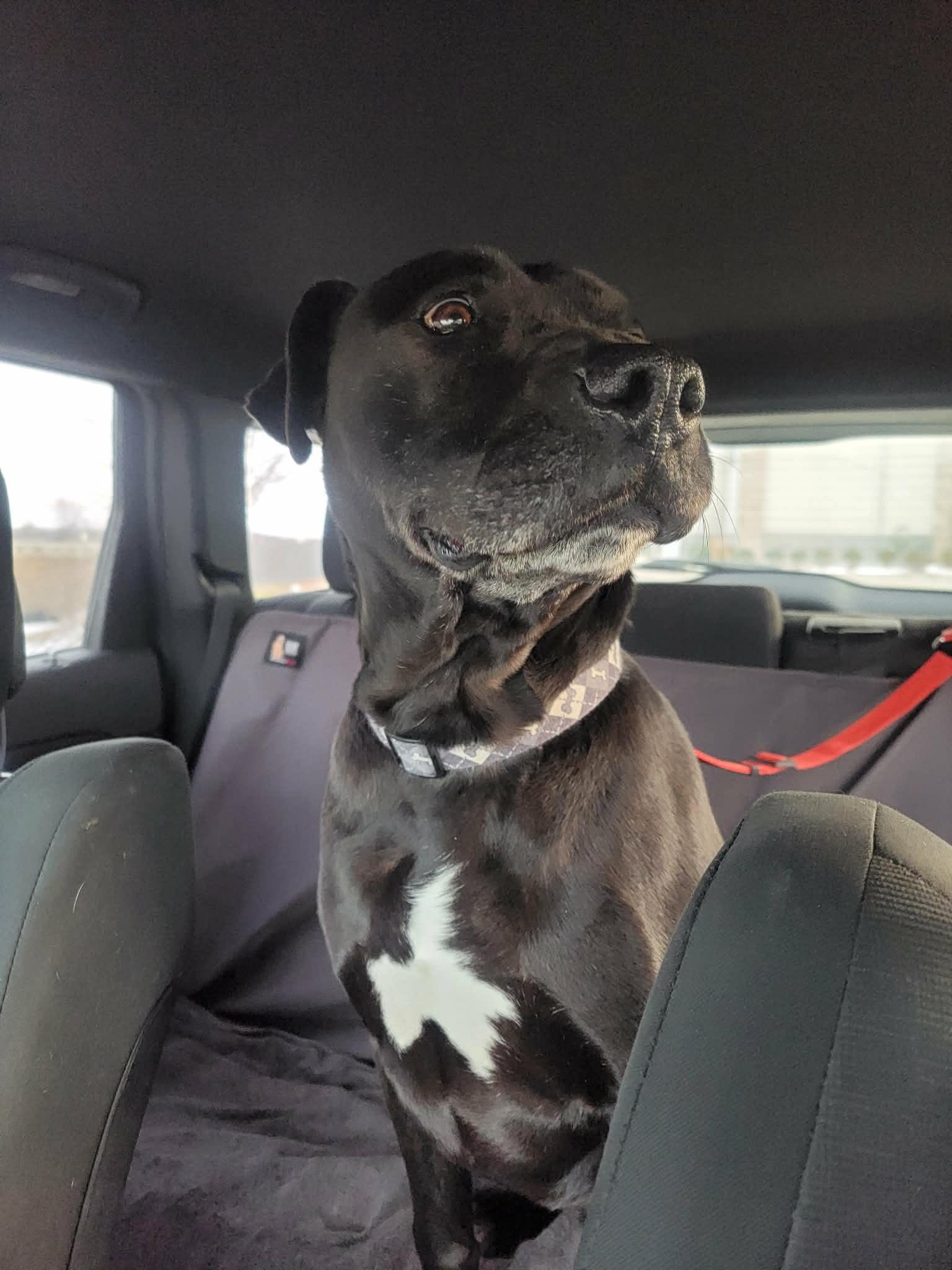 Enlarge Maximus-Not Accepting Applications Yet!, a ADOPTABLE mixed breed in Medina, OH image 5/5