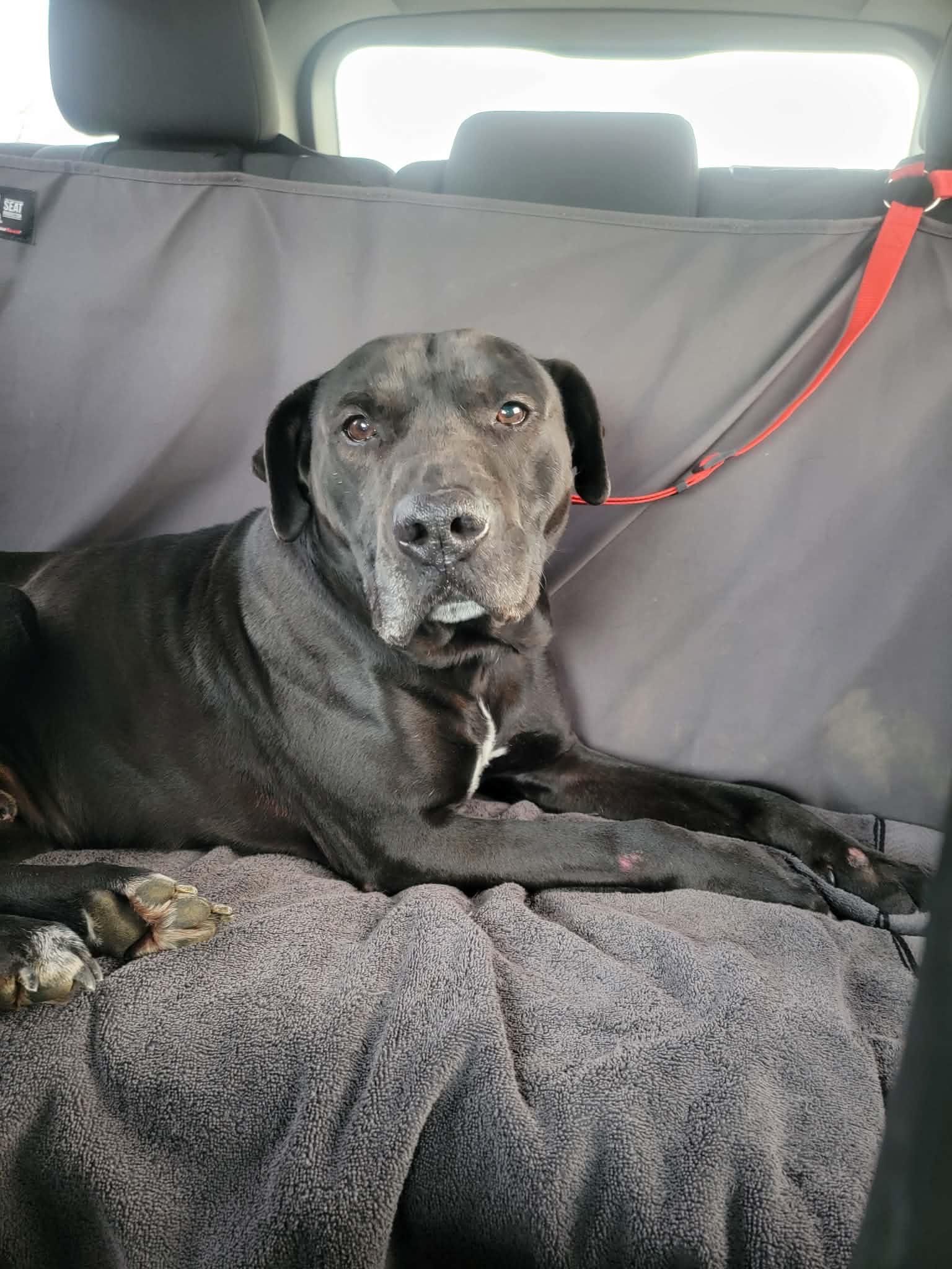 Enlarge Maximus-Not Accepting Applications Yet!, a ADOPTABLE mixed breed in Medina, OH image 4/5