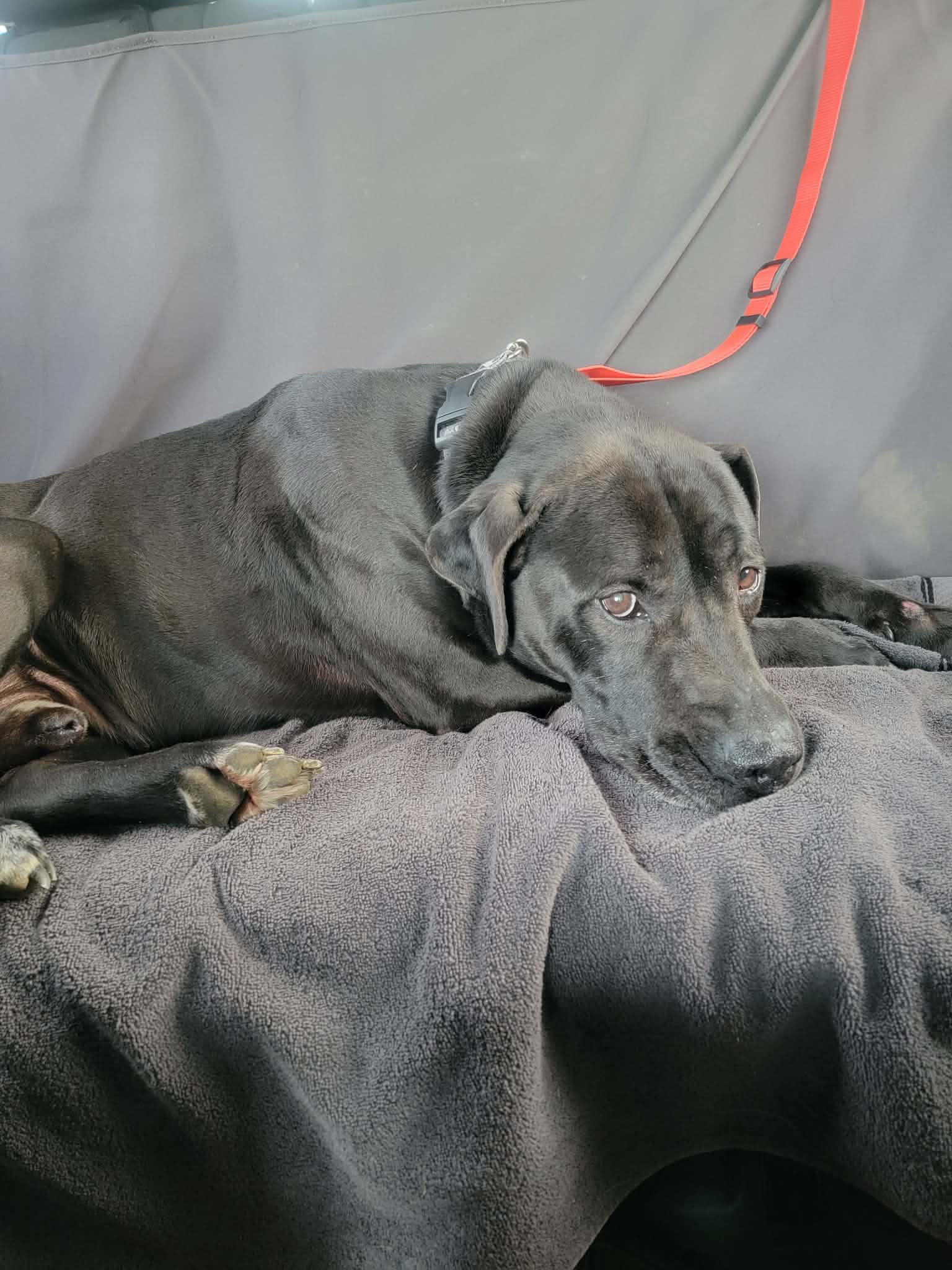 Enlarge Maximus-Not Accepting Applications Yet!, a ADOPTABLE mixed breed in Medina, OH image 3/5