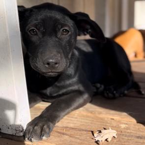 Enlarge Amaretto, a Adoptable Labrador Retriever in Wake Forest, NC image 1/3