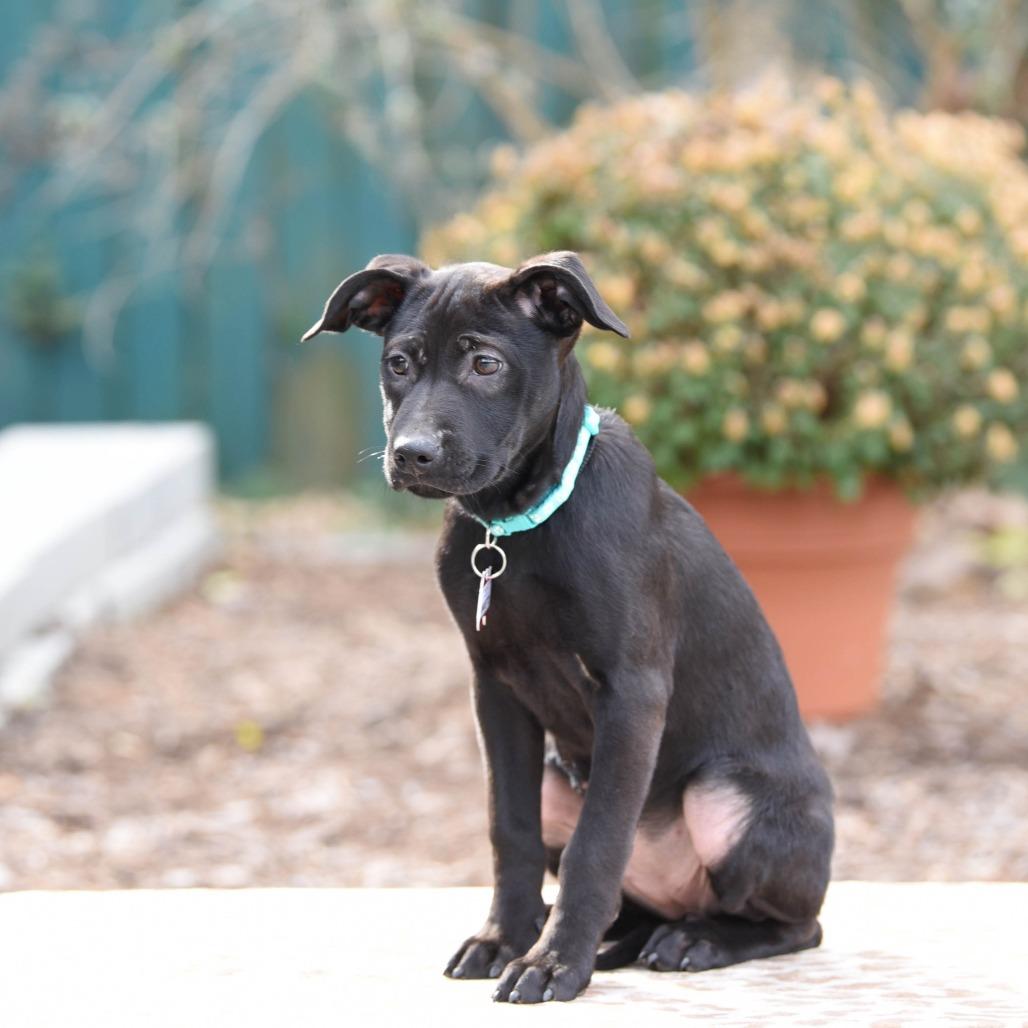 Enlarge Amaretto, a Adoptable Labrador Retriever in Wake Forest, NC image 2/3
