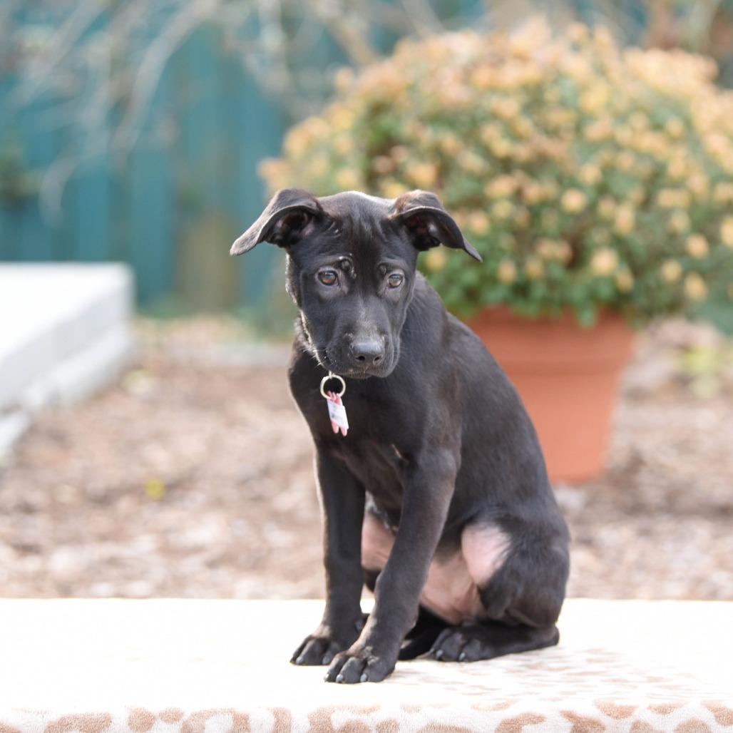Enlarge Amaretto, a Adoptable Labrador Retriever in Wake Forest, NC image 3/3
