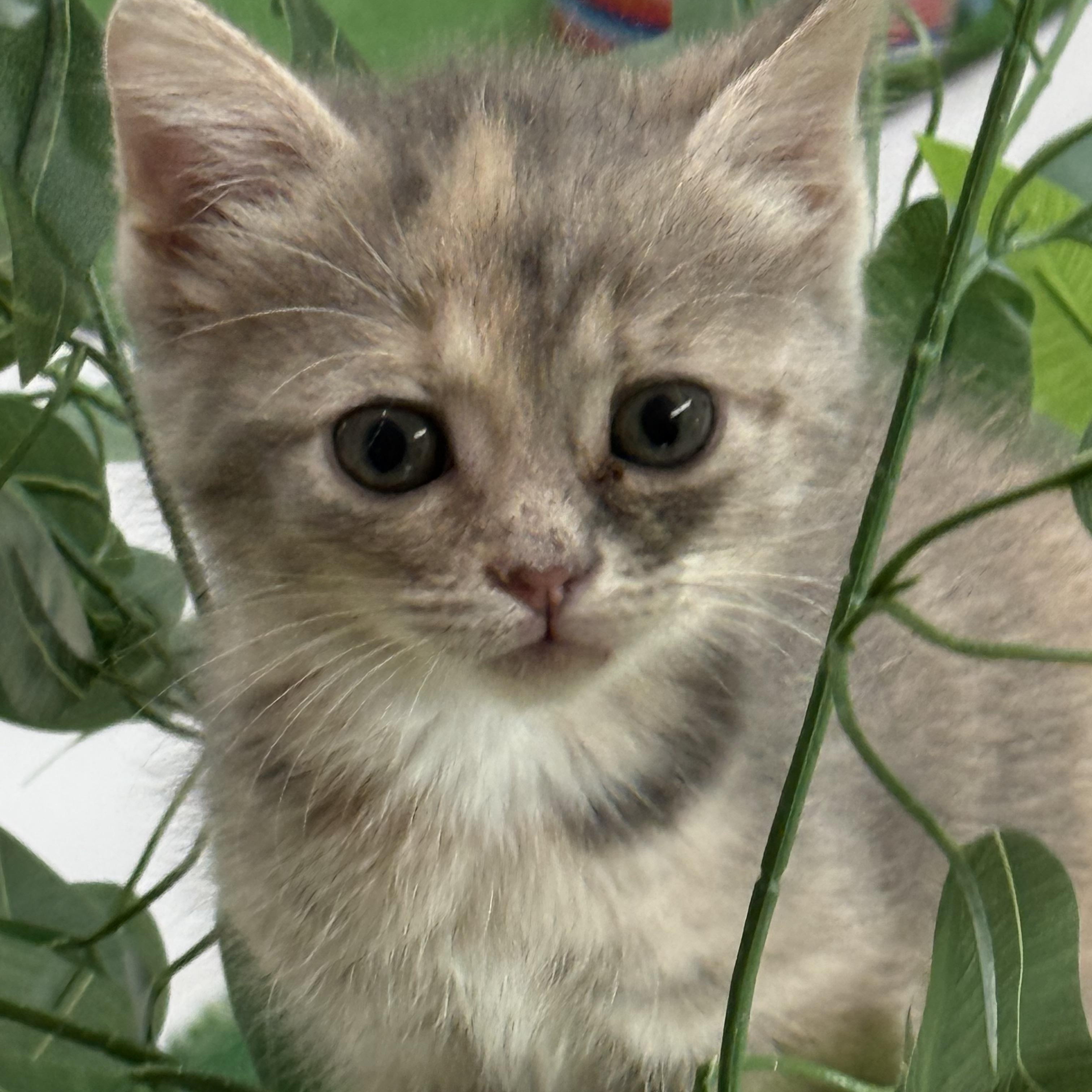 Charmin, Adopted, Kitten Female Domestic Short Hair.