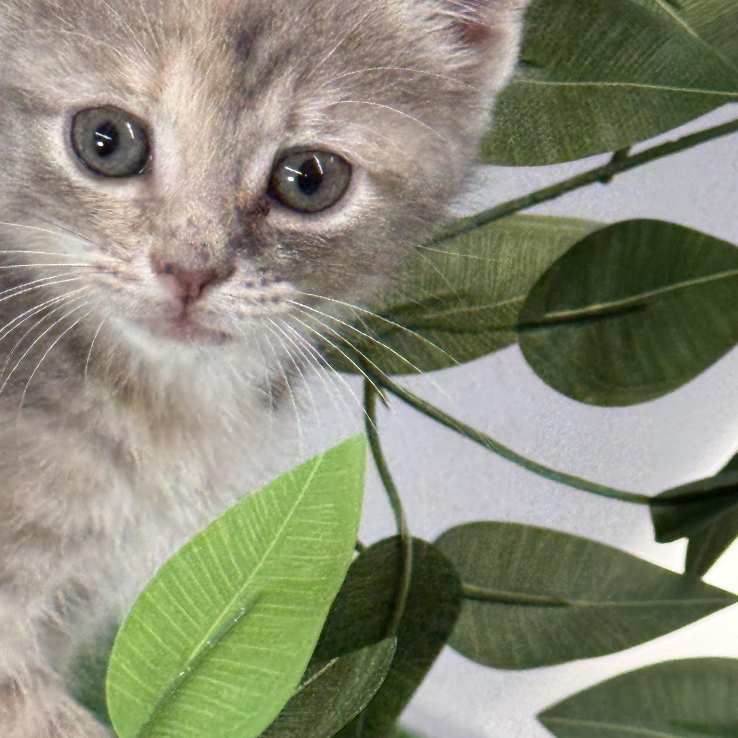 Enlarge Charmin, a Adopted Domestic Short Hair in Lebanon, KY image 2/4