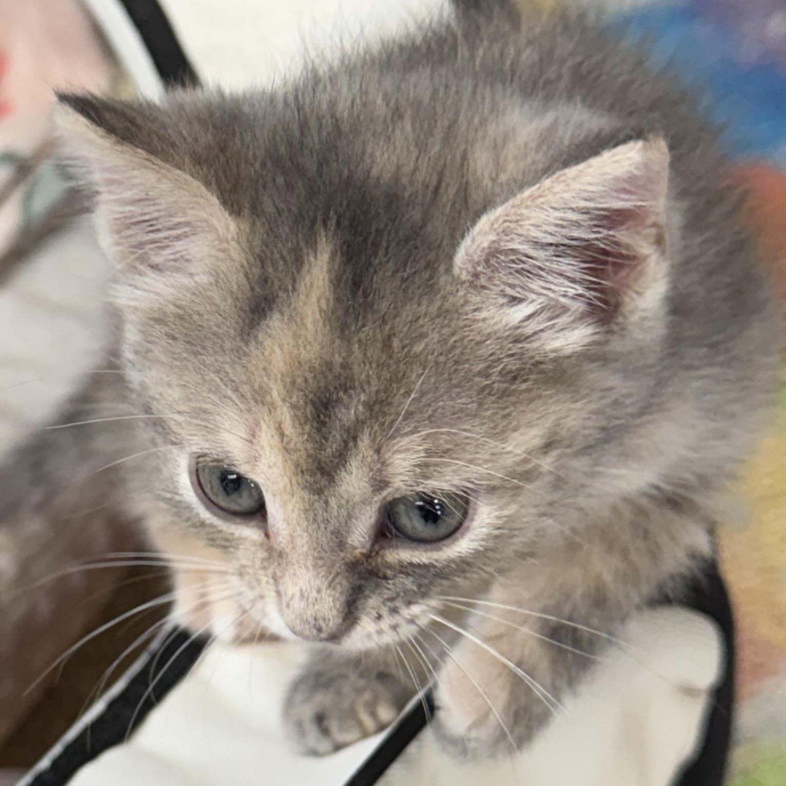 Enlarge Charmin, a Adopted Domestic Short Hair in Lebanon, KY image 3/4