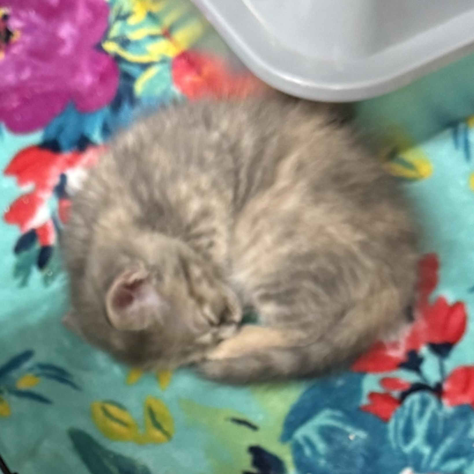 Enlarge Charmin, a Adopted Domestic Short Hair in Lebanon, KY image 4/4