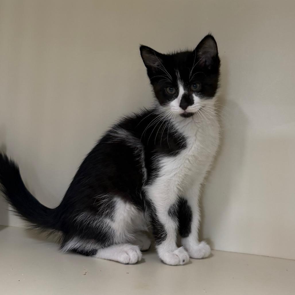 Enlarge Rex, a Adoptable Domestic Short Hair in Spanish Fork, UT image 1/1