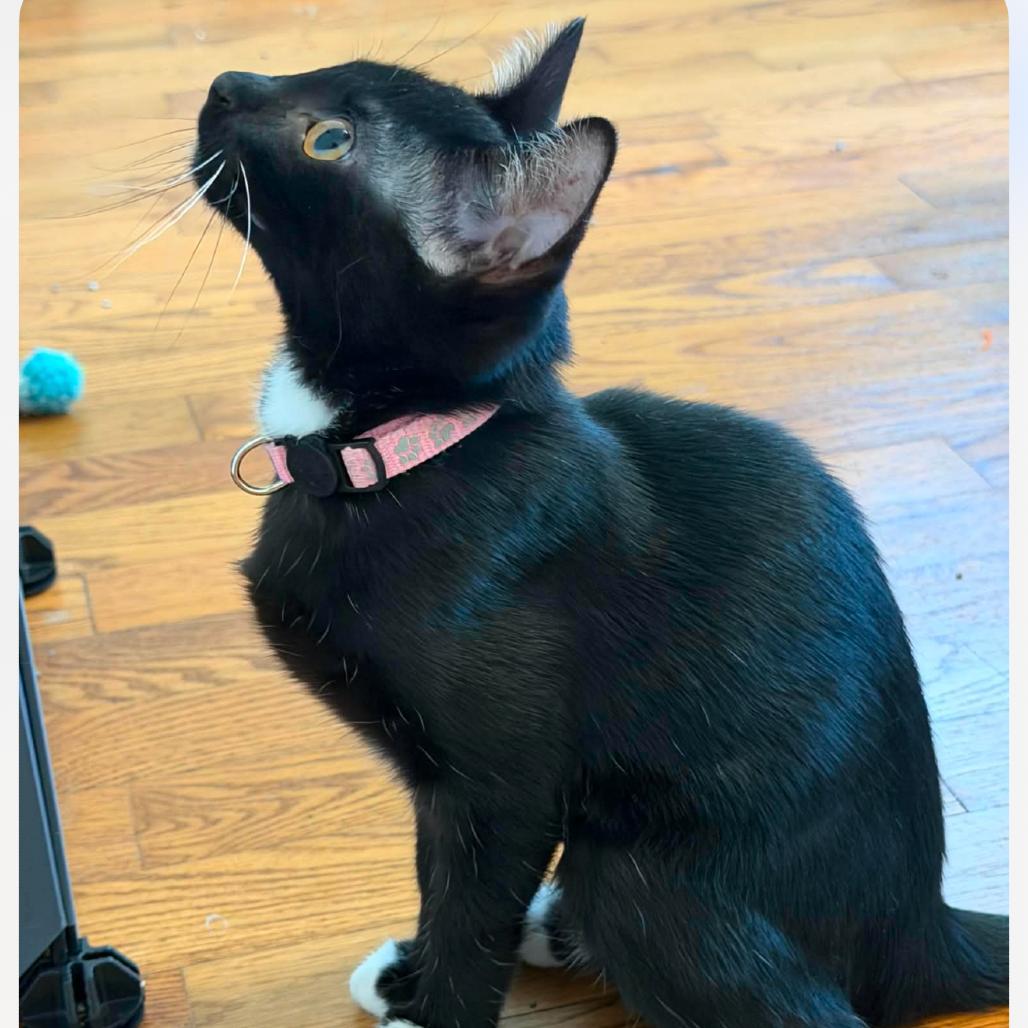 Emmy, Adoptable, Kitten Female Domestic Short Hair.