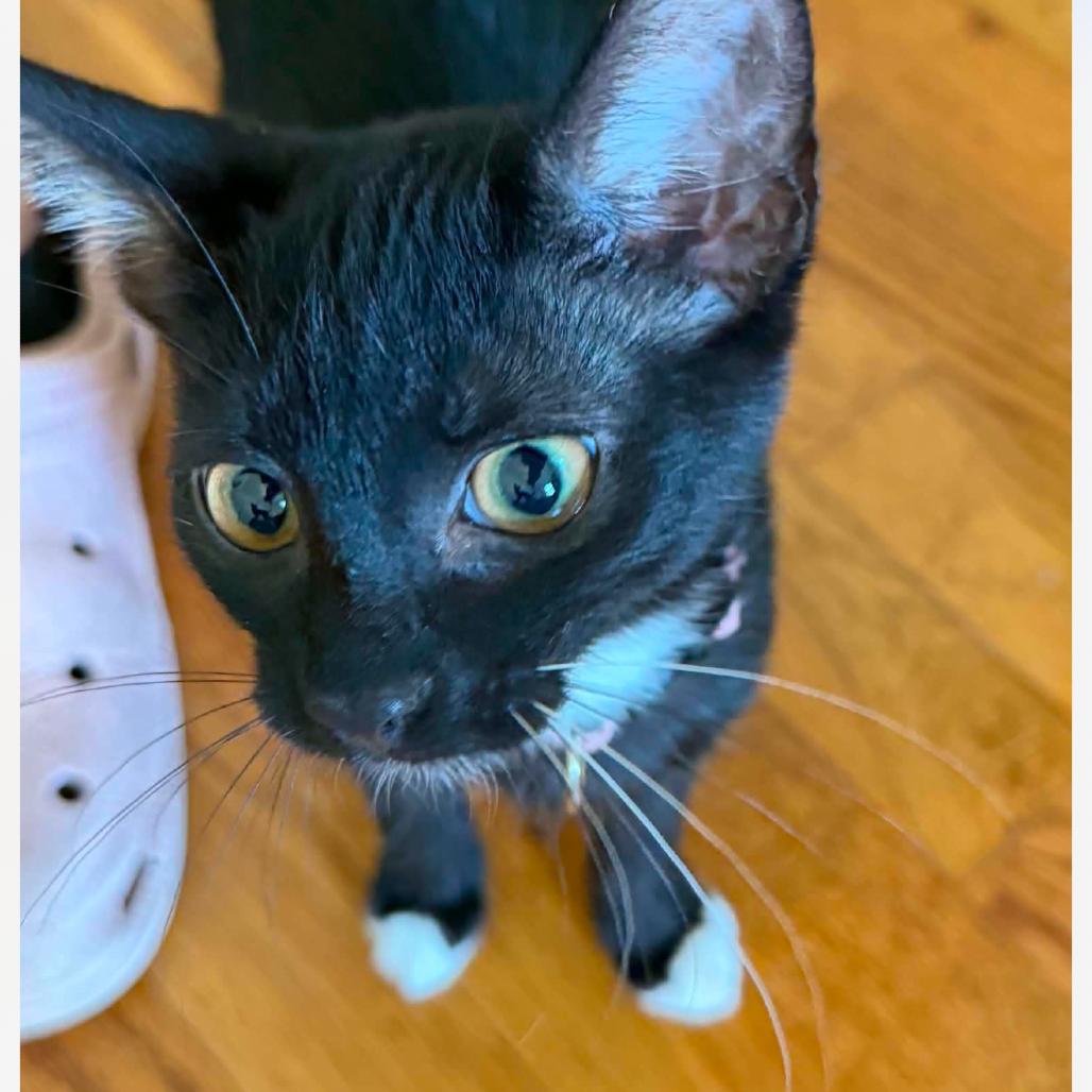 Enlarge Emmy, a Adoptable Domestic Short Hair in Granby, MO image 2/3