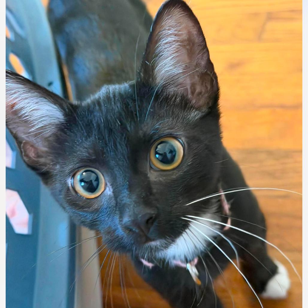 Enlarge Emmy, a Adoptable Domestic Short Hair in Granby, MO image 3/3