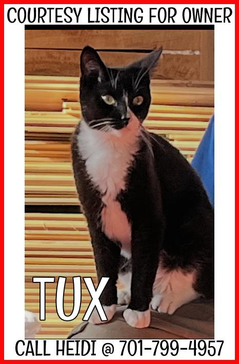 Tux - COURTESY LISTING, ADOPTABLE, Adult Female Domestic Short Hair.