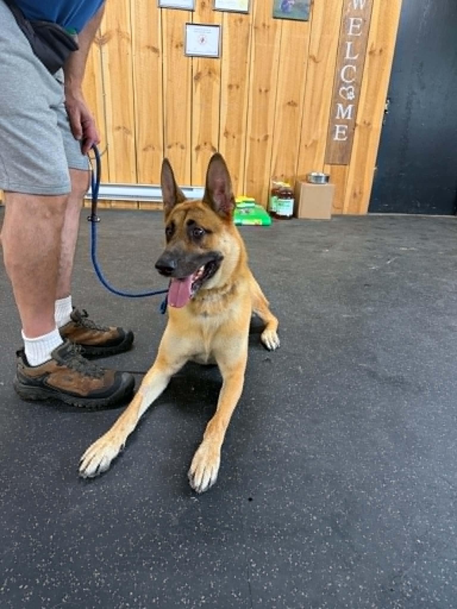 Jerry Lee, ADOPTABLE, Adult Male German Shepherd Dog & Belgian Shepherd / Malinois.