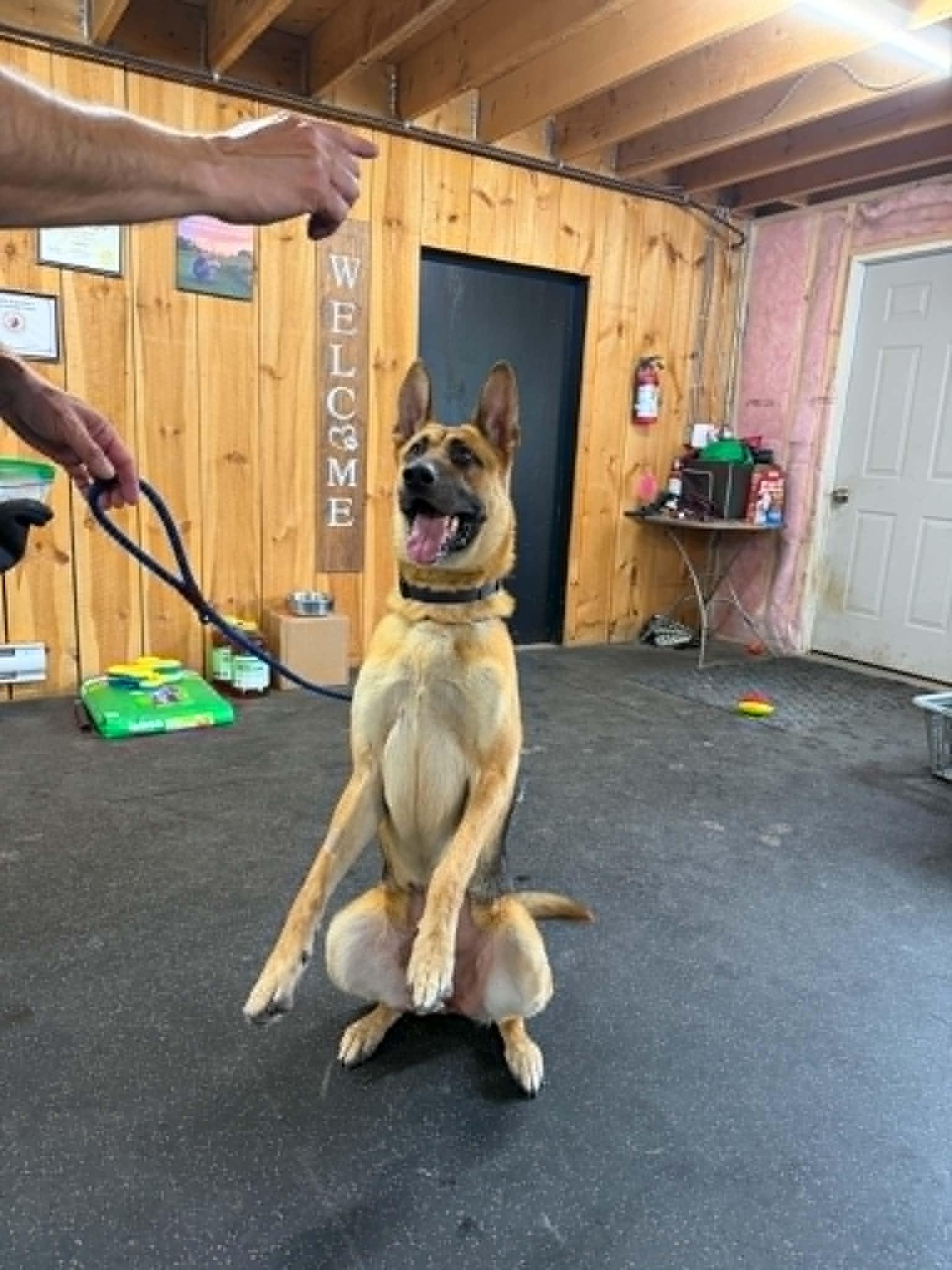 Enlarge Jerry Lee, a ADOPTABLE mixed breed in Lisle, ON image 2/3