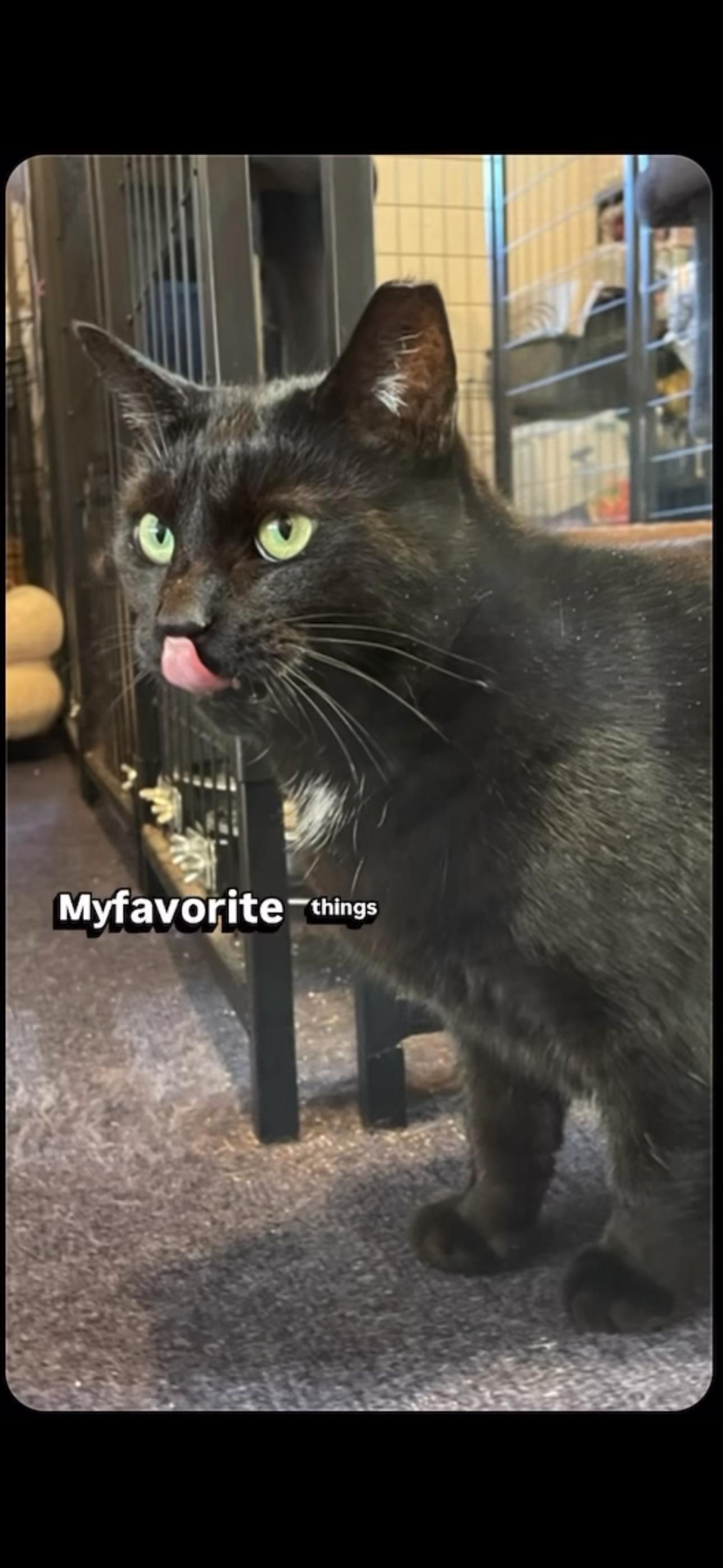 Enlarge CHUBBS, an adopted Domestic Short Hair in Pittsburgh, PA image 3/4