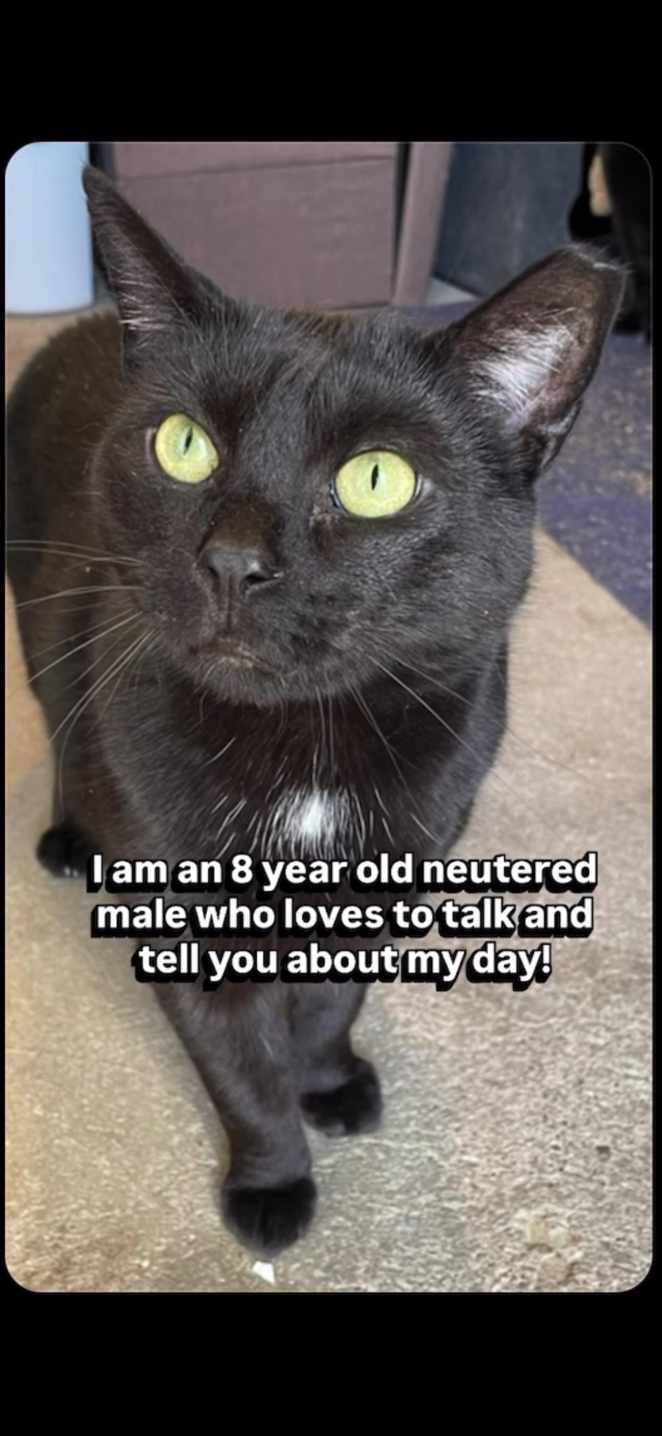 Enlarge CHUBBS, an adopted Domestic Short Hair in Pittsburgh, PA image 1/4