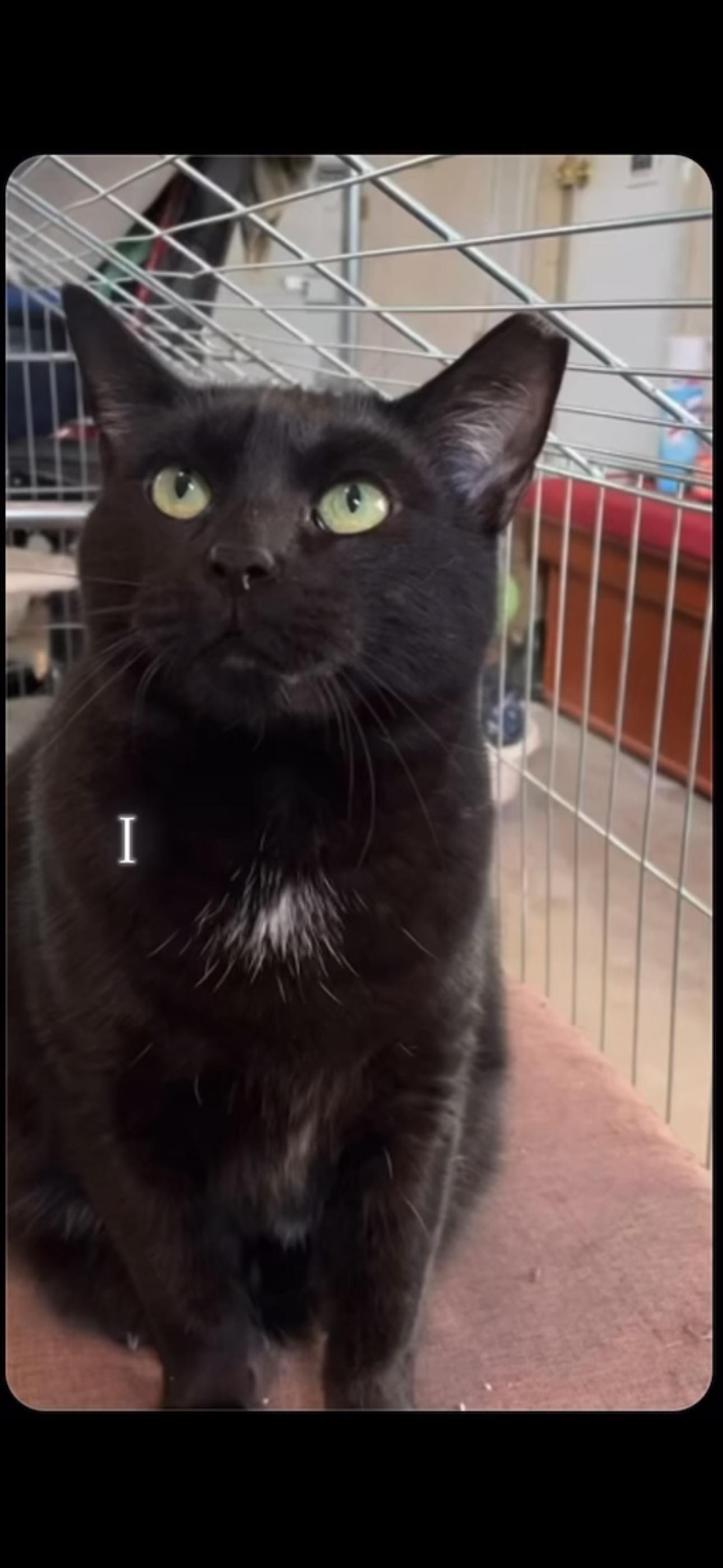 Enlarge CHUBBS, an adopted Domestic Short Hair in Pittsburgh, PA image 4/4