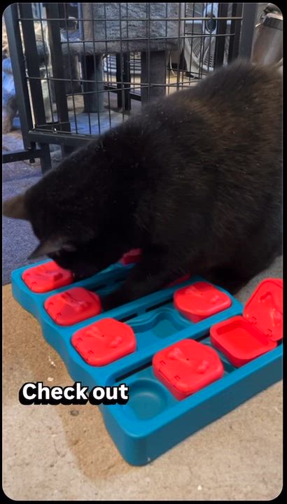 Enlarge CHUBBS, an adopted Domestic Short Hair in Pittsburgh, PA video 2/4