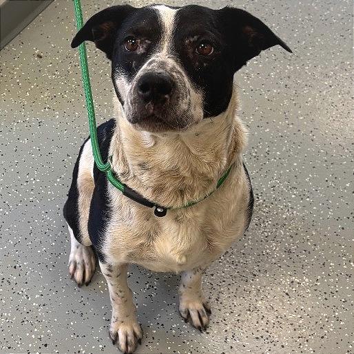 Bella, Adoptable, Adult Female Australian Cattle Dog / Blue Heeler & Mixed Breed.